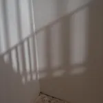 Il Leccio